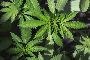 alanlar ve çayırlar kenevir bitki olduğunu