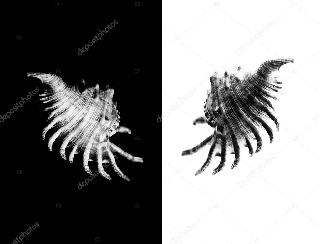 black and white one mambeda lambis shell on a white background