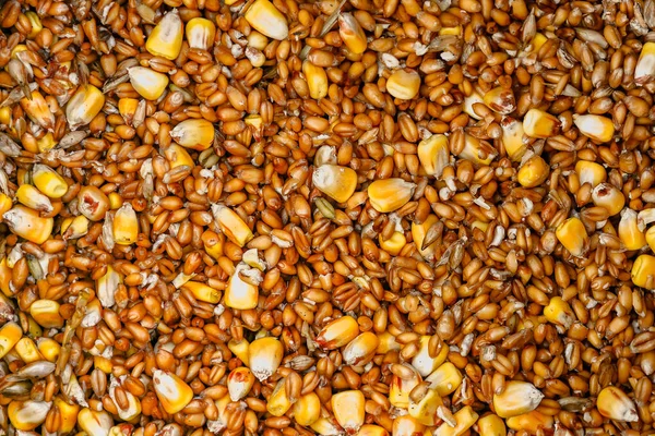 Special corn mix from all organic feed for chickens