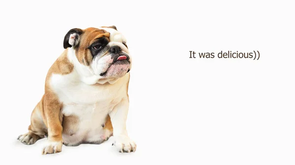 Engelse Bulldog Roodharige met wit portret stak ze uit haar tong — Stockfoto