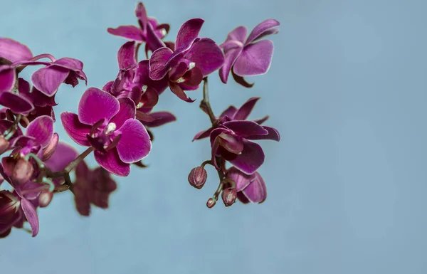 Rose Phalaenopsis Orchidée fleur en hiver ou printemps jour jardin tropical isolé sur fond blanc. — Photo
