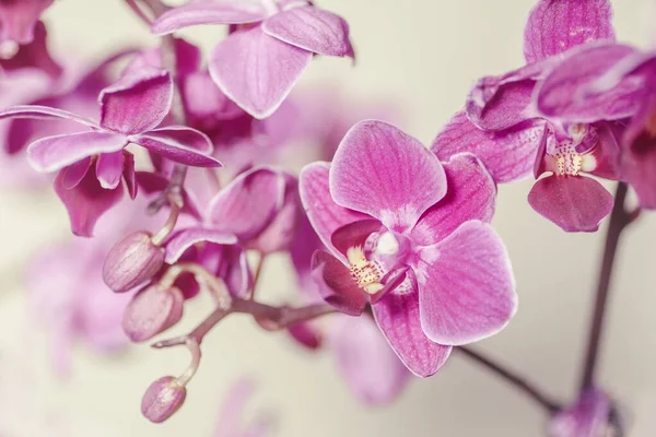 Rosa Phalaenopsis Orquídea flor no inverno ou primavera dia jardim tropical isolado no fundo branco. — Fotografia de Stock