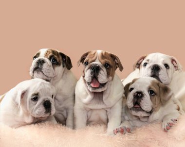 Pembe şeftali arka planda beş büyüleyici İngiliz buldog yavrusu.