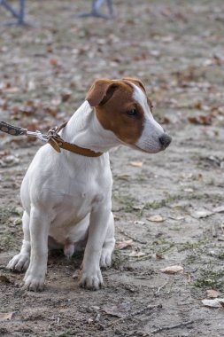Üzgün köpek Jack Russell Terrier yerde oturmuş bekliyor.
