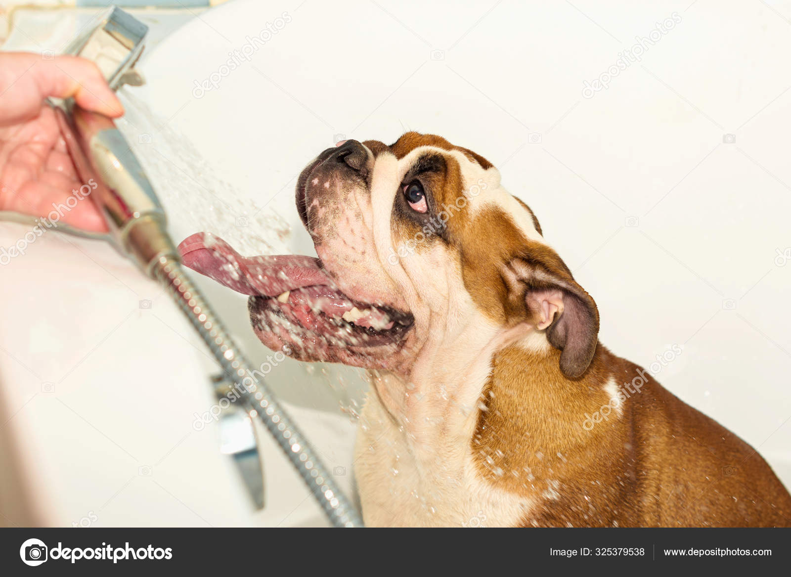 Wet bulldog shop