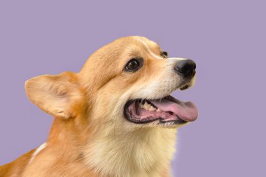 Gülümseyen kızıl saçlı köpek yavrusu açık pembe arka plan portresi üzerinde yakın plan