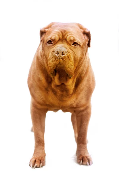 Raza de perro rojo adulto Dogue de Bordeaux se encuentra frontalmente en el marco sobre un fondo blanco aísla — Foto de Stock