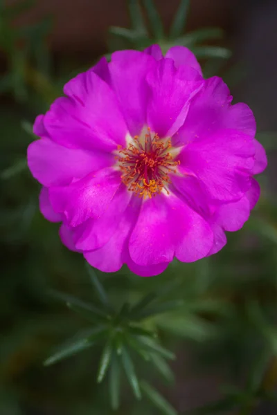 Open pink portulaca flower. Macro of stamens and pestle with pollen. full bloom carmine color. close-up, selective focus Royalty Free Stock Photos