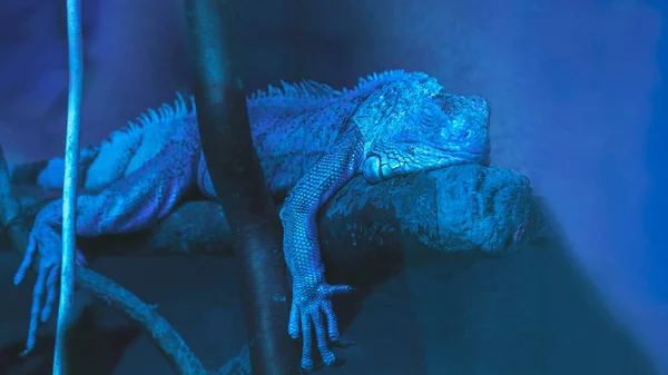 Leguan Reptil auf Gräben in Blautönen und Farben Hintergrund. Ruhe und Befriedung Trendfarbe. Kopierraum, selektiver Fokus — Stockfoto