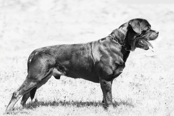 Black and white photo adult dog of breed a Rottweiler in the rack — Stockfoto
