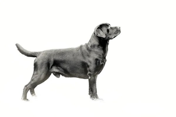Siyah beyaz, yetişkin bir köpek. Labrador köpeği rafta. — Stok fotoğraf