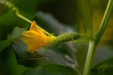Sarı çiçekli genç bir salatalık. Yaprakların arka planında taze salatalık yakın plan makrosu