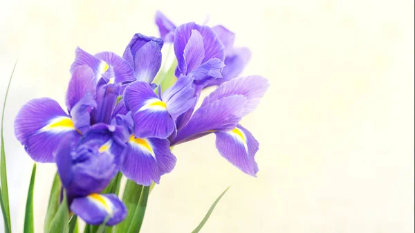 Bouquet of blue irises on a light background with place for text. — Stock Photo, Image