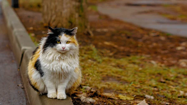 公園の小道に黒と白の猫が座っている美しいふわふわの多色の赤い猫 ストック画像