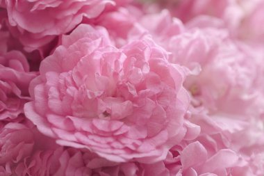 Pembe güller açan doğal arka plan yatay desen