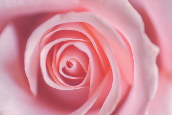 Primer plano de rosas rosadas ligeras uso macro de estilo suave para el fondo suave, San Valentín o tarjeta de boda — Foto de Stock