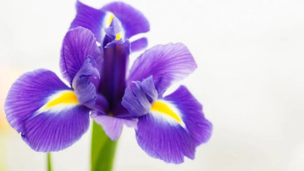 Blue irises on a light background with place for text. — Stock Photo, Image