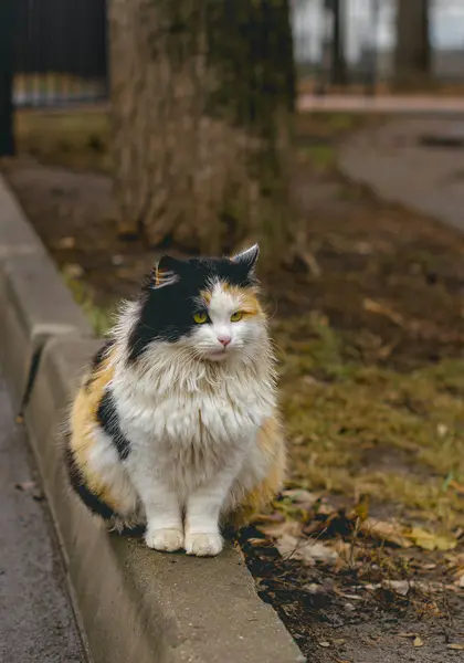 Beautiful fluffy multi-colored red cat with black and white sits on a path in the park — Stock Photo, Image