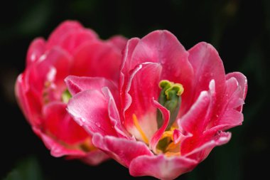 Kırmızı ve pembe lale tomurcukları ve siyah arka plandaki yumuşak ışıkta yakın çekim. Hollanda lale çiçekleri. Makro