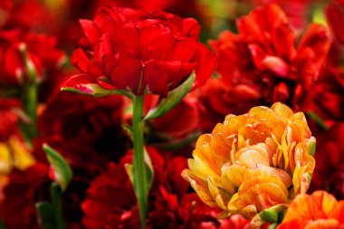 Kırmızı ve sarı lale tomurcukları ve bulanık arka planda yumuşak yeşil yapraklar. İlkbaharda parkta Hollanda lale çiçekleri. Makro