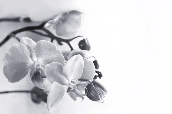 白と黒の写真冬または春の蘭の花白い背景に隔離された熱帯の庭. ストック写真
