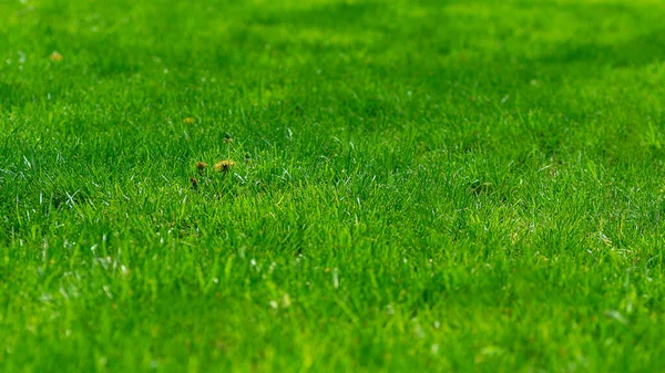 Primo piano fresco erba verde primaverile. Sfondo astratto della natura — Foto Stock