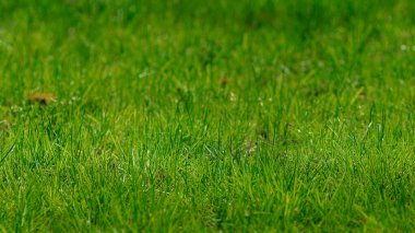 Taze yeşil bahar çimenleri yakın plan. Soyut Doğa Arkaplanı