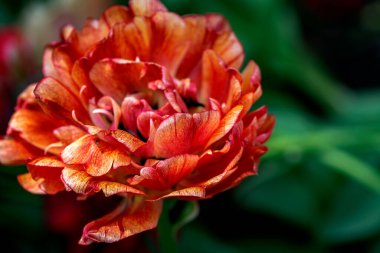 Kırmızı ve sarı lale tomurcukları ve bulanık arka planda yumuşak yeşil yapraklar. İlkbaharda parkta Hollanda lale çiçekleri. Makro
