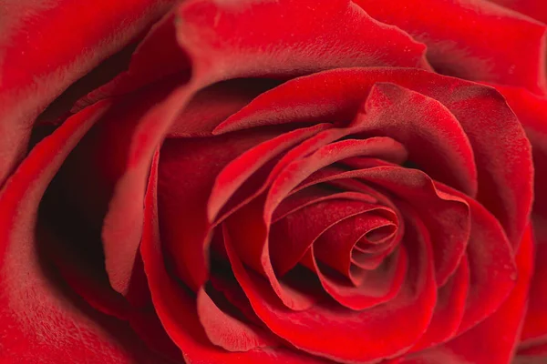One Red rose background in blur macro natural background — Zdjęcie stockowe