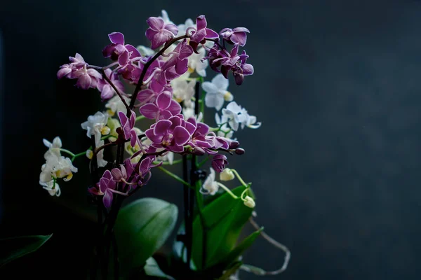 Pink Phalaenopsis Orchid flower in winter or spring day tropical garden isolated on black background. — ストック写真