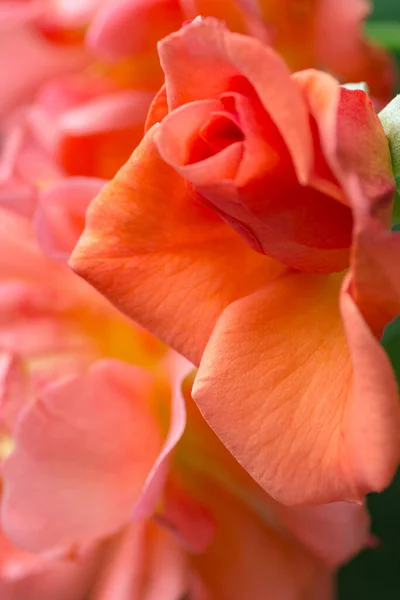 Naturalne Kwiatowe Tło Szkarłatna Róża Zbliżenie Kadrowanie Bujne Kwiatostany Krzewie — Zdjęcie stockowe