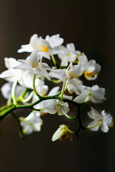 Pink Phalaenopsis Orchid flower in winter or spring day tropical garden isolated on black background. — 图库照片