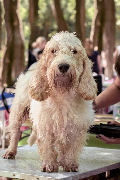 グランド・バセットのグリフォン・ウェンディン。ペットグルーマー乾燥犬毛皮フランス語ベースセット猟犬 ロイヤリティフリーのストック画像