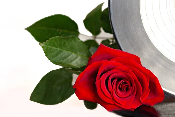 Płyta winylowa i czerwona róża białe tło — Zdjęcie stockowe