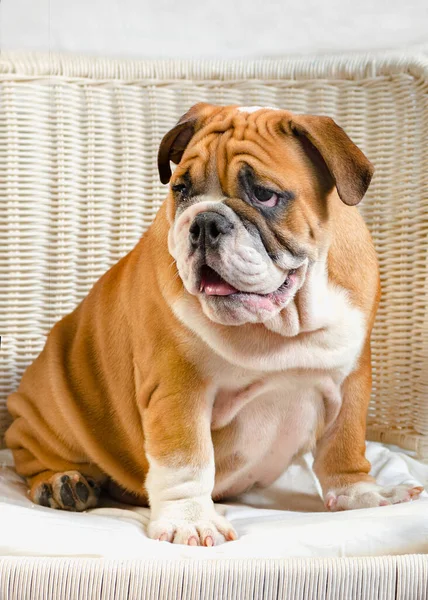 light background english bulldog puppy Red-haired with white colored