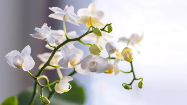 ピンク・ファラエンシス冬か春の蘭の花白い背景に隔離された熱帯の庭. — ストック写真