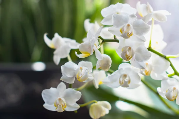 冬季或春季的白花兰花在窗边与世隔绝的热带花园. — 图库照片