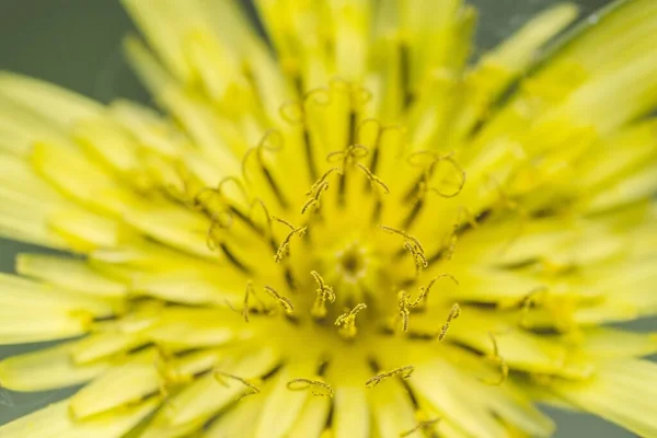 丹参花（Taraxacum officinale）-美丽的黄色蒲公英花特写。顶部视图 — 图库照片