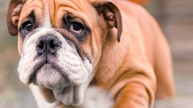 Üzgün köpek yavrusu İngiliz kırmızı-beyaz bulldog, yakın plan seçici portre odaklı