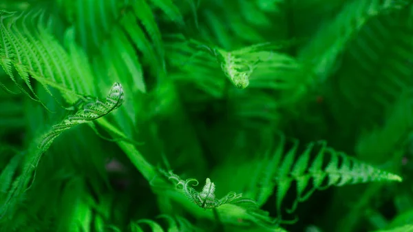 Fern Leaf Sprig Dark Background Place Text Natural Frame Selective — Stock Photo, Image