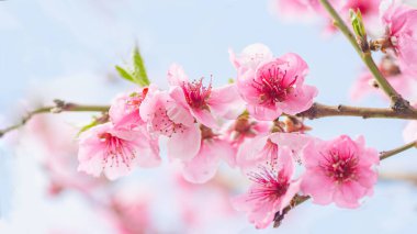 Bahar başlangıcında pembe şeftali tomurcukları dalları seçici odak