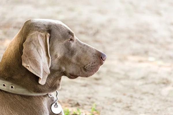 Çok Sevimli Bir Weimaraner Portresi Açık Hava Çekimi Profil Portresi — Stok fotoğraf