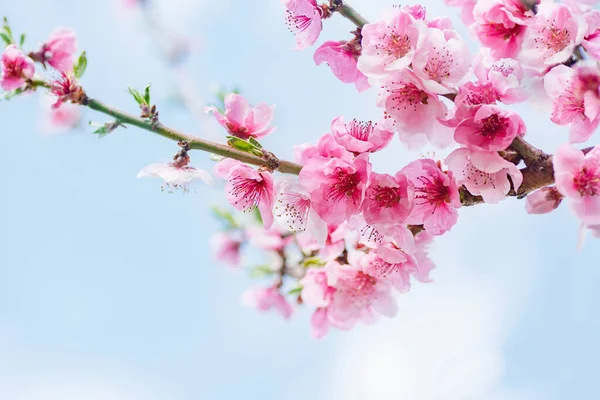 春の始まり桃の蕾ピンク色 ストックフォト