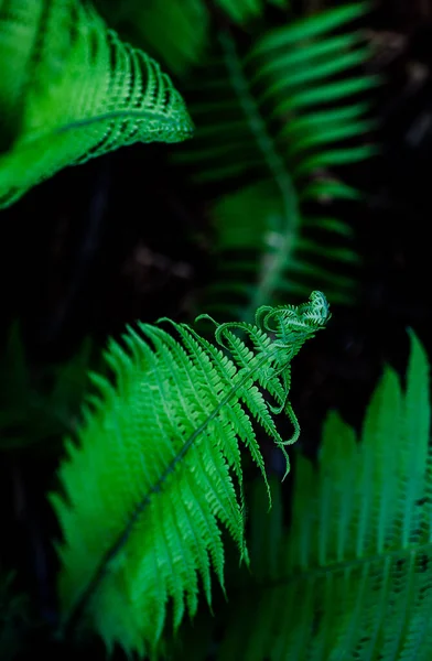 Varkensblad groen blad een natuurlijke plantenachtergrond in de vorm van een frame — Stockfoto