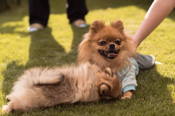 Cães pequenos andando na grama — Fotografia de Stock