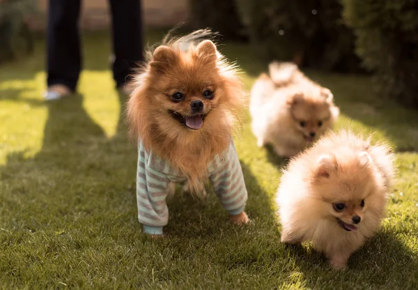 Cães pequenos andando na grama — Fotografia de Stock