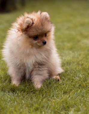 Küçük köpekler çimenlerin üzerinde yürüyüş