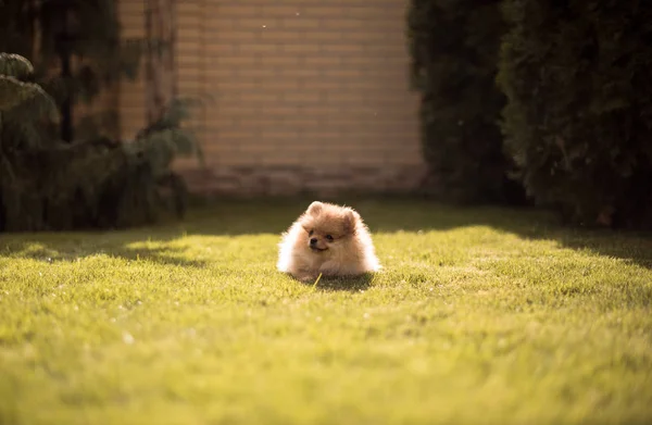 Kleine Hunde, die im Gras spazieren gehen — Stockfoto