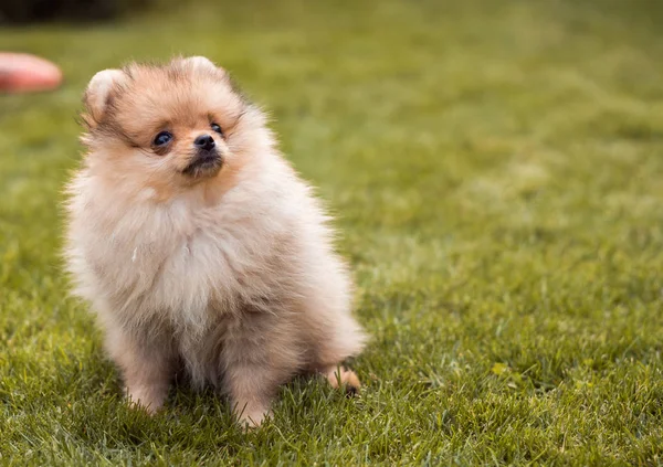 Kleine honden wandelen op het gras — Stockfoto