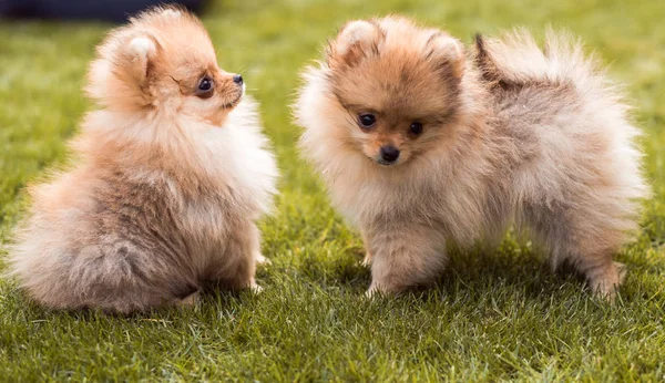 Perros pequeños caminando sobre la hierba —  Fotos de Stock